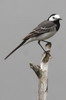 White Wagtail (Motacilla alba) - France