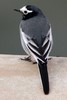 White Wagtail (Motacilla alba) - India