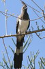 White-bellied Go-away-bird (Criniferoides leucogaster) - Ethiopia