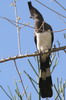 White-bellied Go-away-bird (Criniferoides leucogaster) - Ethiopia