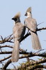 Brown-faced Go-away-bird (Corythaixoides personatus) - Ethiopia