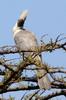 Brown-faced Go-away-bird (Corythaixoides personatus) - Ethiopia