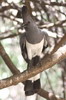 White-bellied Go-away-bird (Criniferoides leucogaster) - Kenya