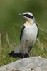 Northern Wheatear (Oenanthe oenanthe) - France