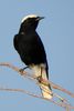 White-crowned Wheatear (Oenanthe leucopyga) - Morocco