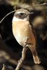 Fuerteventura Stonechat (Saxicola dacotiae) - Canary Islands