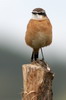 Rusty-breasted Wheatear (Oenanthe frenata) - Ethiopia