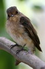 African Dusky Flycatcher (Muscicapa adusta) - Ethiopia