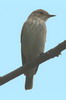 Spotted Flycatcher (Muscicapa striata) - Ethiopia