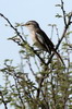 White-browed Scrub-robin (Cercotrichas leucophrys) - Ethiopia