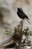 Mourning Wheatear (Oenanthe lugens) - Ethiopia