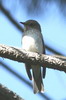 Spotted Flycatcher (Muscicapa striata) - France