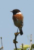 European Stonechat (Saxicola rubicola) - France