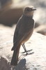 Familiar Chat (Oenanthe familiaris) - South Africa