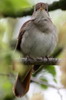 Common Nightingale (Luscinia megarhynchos) - Spain