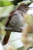 Common Nightingale (Luscinia megarhynchos) - Spain