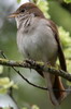 Common Nightingale (Luscinia megarhynchos) - Spain