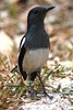 Oriental Magpie-Robin (Copsychus saularis) - Malaysia