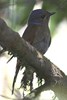 Large Niltava (Niltava grandis) - Malaysia