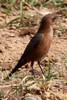 Brown Rockchat (Oenanthe fusca) - India