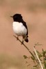 Variable Wheatear (Oenanthe picata) - India