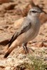 Red-tailed Wheatear (Oenanthe chrysopygia) - India