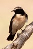 Desert Wheatear (Oenanthe deserti) - India