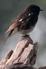 Pied Bushchat (Saxicola caprata) - India