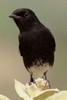 Pied Bushchat (Saxicola caprata) - India