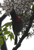 Crimson Sunbird (Aethopyga siparaja) - Vietnam