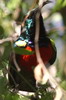 Greater Double-collared Sunbird (Cinnyris afer) - South Africa