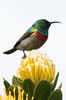 Southern Double-collared Sunbird (Cinnyris chalybeus) - South Africa