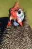 Helmeted Guineafowl (Numida meleagris) - South Africa