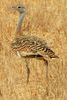Great Bustard (Otis tarda) - Portugal