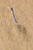 White-bellied Bustard (Eupodotis senegalensis) - Ethiopia