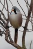Bearded Reedling (Panurus biarmicus) - France