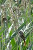 Bearded Reedling (Panurus biarmicus) - Romania