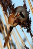 Bearded Reedling (Panurus biarmicus) - France