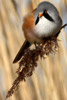 Bearded Reedling (Panurus biarmicus) - France