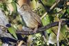 White-throated Towhee (Melozone albicollis) - Mexico