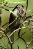 Yellow-eyed Junco (Junco phaeonotus) - Mexico