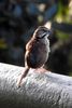 Rusty Sparrow (Aimophila rufescens) - Mexico