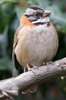 Rufous-collared Sparrow (Zonotrichia capensis) - Mexico