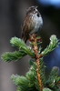 Song Sparrow (Melospiza melodia) - Canada