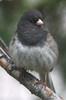 Dark-eyed Junco (Junco hyemalis) - Canada