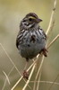 Savannah Sparrow (Passerculus sandwichensis) - Canada