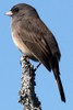 Dark-eyed Junco (Junco hyemalis) - Canada