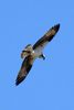 Osprey (Pandion haliaetus) - United States