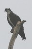 Osprey (Pandion haliaetus) - Mexico