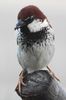 Italian Sparrow (Passer italiae) - France